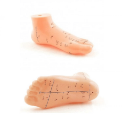 Nordmende Ayak Akupunktur bölgesi Maketi