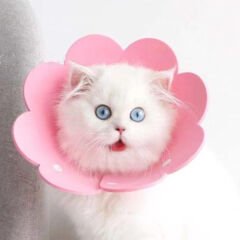 Evcil Hayvan XL Boy Keçe Elizabeth Yakalığı