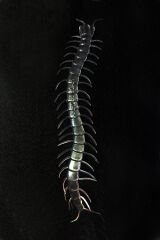 Karanlıkta Parlayan Fosforlu Kırkayak