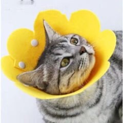 Evcil Hayvan M Boy Keçe Elizabeth Yakalığı