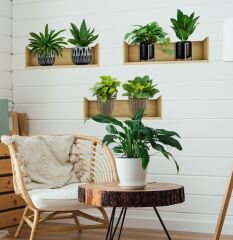 Raflı Bitki Tasarımlı Yapışkanlı Sticker 20*30 cm 3lü Set MC-663